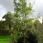 Hovenia dulcis Habitus