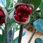 Pittosporum tobira Froito