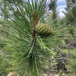 Pinus nigra Leht