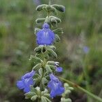 Salvia azurea 花