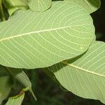 Lonchocarpus phlebophyllus Folha