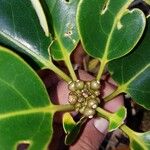 Gmelina magnifica Leaf