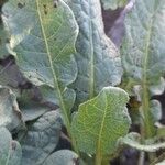 Solanum boliviense Blad