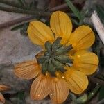 Hippocrepis scorpioides फूल