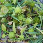 Ranunculus lateriflorus Other