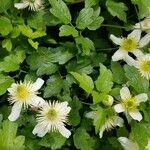 Clematis lasiantha 花