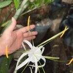 Hymenocallis tubiflora Fleur