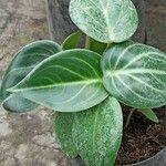 Peperomia maculosa Blad