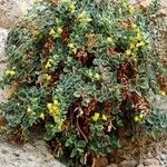 Antirrhinum molle Flor