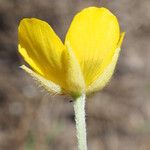 Ranunculus paludosus Цветок