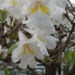 Tabebuia roseoalba Blüte