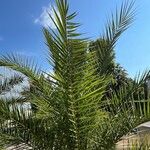 Phoenix canariensis Hábito