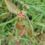 Euphorbia dentata Blad