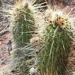 Echinopsis huascha Corteza