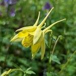 Aquilegia chrysantha Blüte