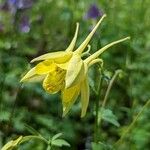 Aquilegia chrysantha Цветок