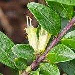 Lonicera ligustrina Цветок