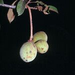 Sterculia pruriens Fruit