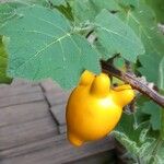 Solanum mammosum Fruit