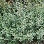 Alnus alnobetula Pokrój