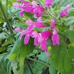 Salvia dorisiana Flower