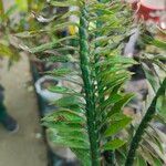 Euphorbia tithymaloides Fulla