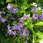 Duranta erecta Fula