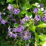 Duranta erecta Bloem