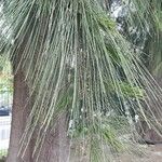 Casuarina cunninghamiana Листок