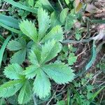 Potentilla simplex Feuille