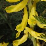 Corydalis cheilanthifolia Blomma