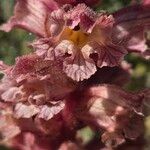 Orobanche alba Fula