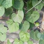 Ipomoea obscura Leaf