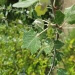 Populus × canescens Ліст