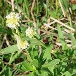 Spermacoce verticillata आदत
