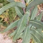 Isatis tinctoria Blad