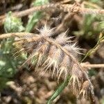 Trifolium angustifolium Mbuma