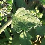 Solanum villosum Blad