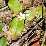 Epigaea repens Λουλούδι