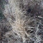 Pennisetum orientale Blad