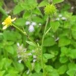 Ranunculus cantoniensis Kvet