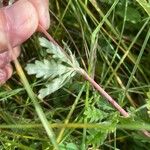 Potentilla inclinata ഇല