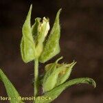 Cistus inflatus ഫലം