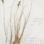 Festuca laevigata Habitus