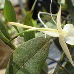 Angraecum angustipetalum Цвят