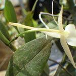 Angraecum angustipetalum Flower