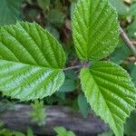 Rubus vestitusHostoa