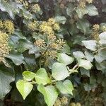 Hedera colchicaLeaf