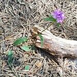 Campanula glomerata Hábito