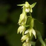 Epipactis phyllanthes Ffrwyth
